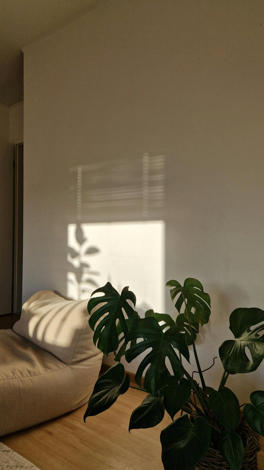 Why We Feel More at Ease When We Live with Natural Forms